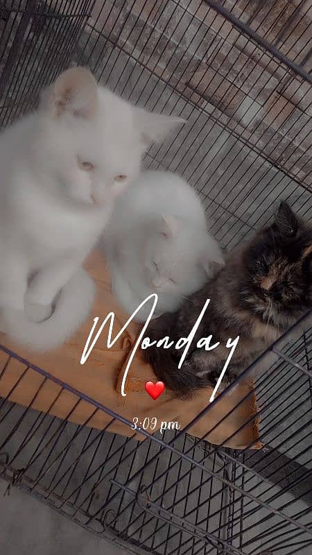 pure Persian kittens for sale pure white&calvy colour 0