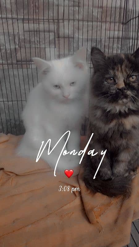 pure Persian kittens for sale pure white&calvy colour 2