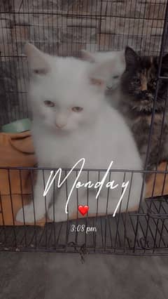 pure Persian kittens for sale pure white