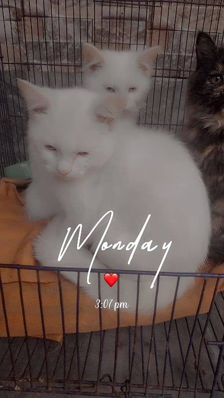 pure Persian kittens for sale pure white&calvy colour 4