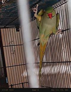 ringneck pair confirm breeder healthy & active