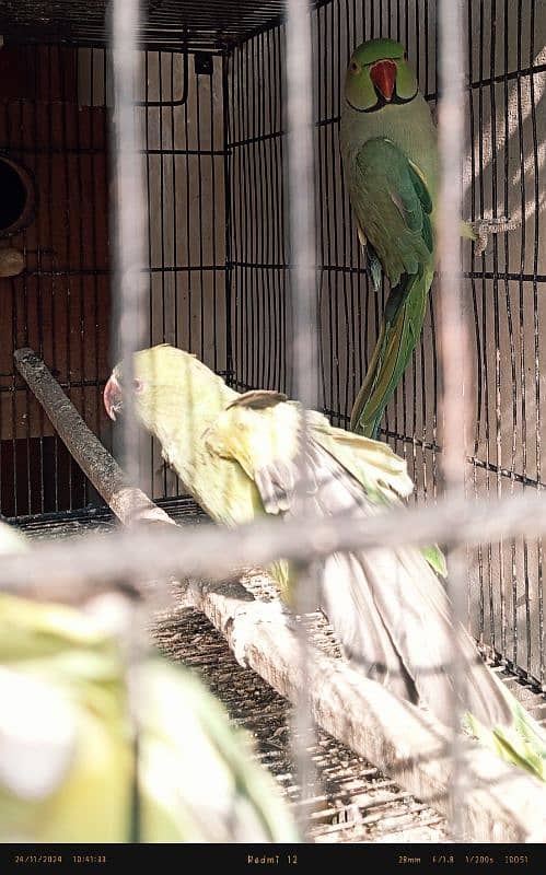 ringneck pair confirm breeder healthy & active 1