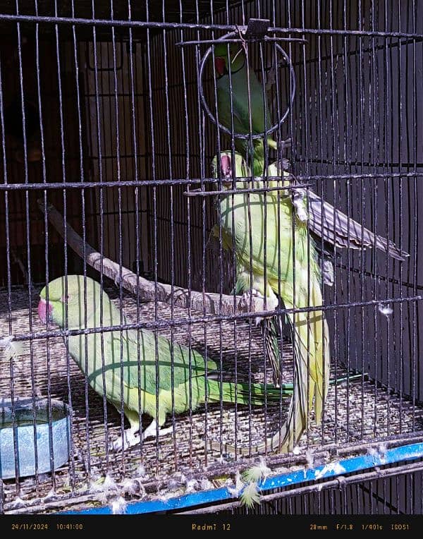 ringneck pair confirm breeder healthy & active 2