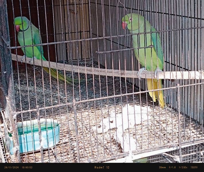 ringneck pair confirm breeder healthy & active 3