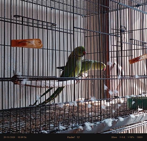 ringneck pair confirm breeder healthy & active 4