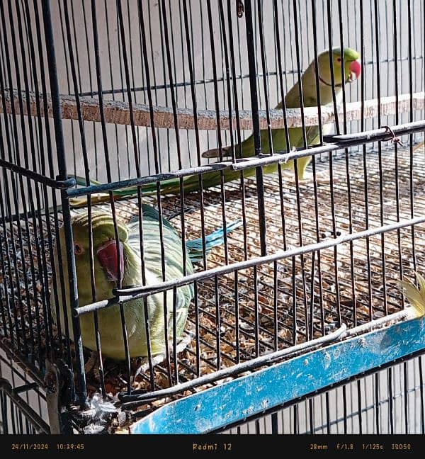 ringneck pair confirm breeder healthy & active 5