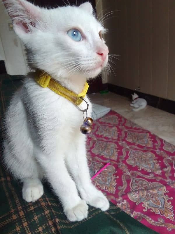 White cats pair Vaccinated highly active and playful 2