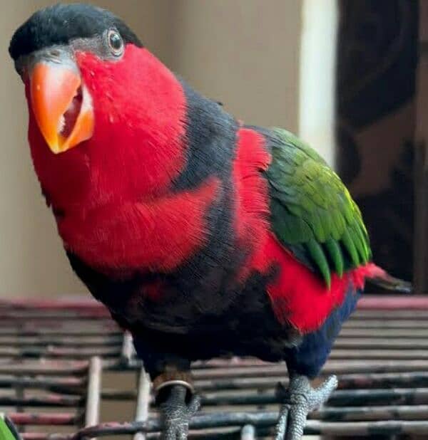 Parrot Talking Tamed Free Fly Black Cap Lory 1