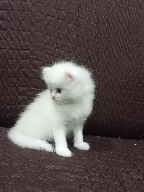 Persian triple coated female 0