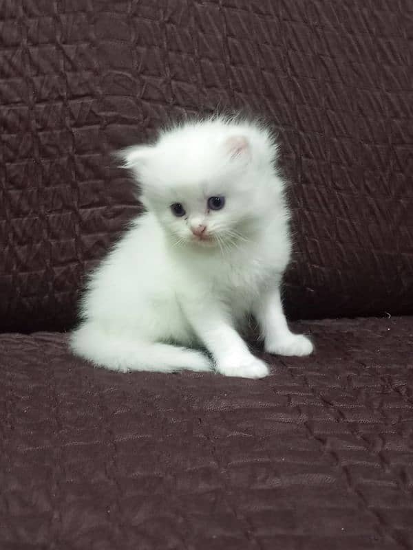 Persian triple coated female 1