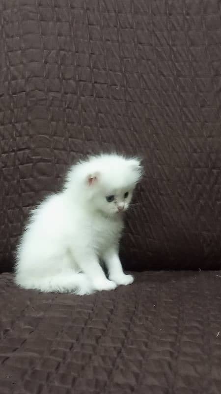 Persian triple coated female 2