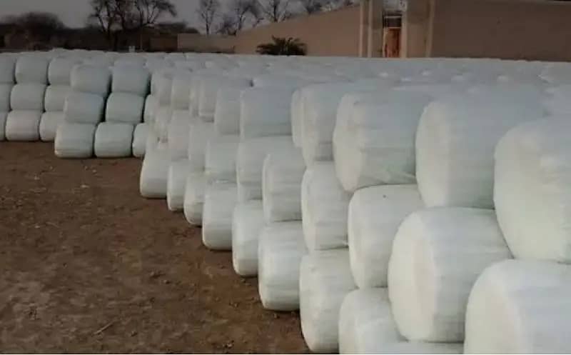 Silage /  Corn Silage/ Maki Silage / Animal Feeds  (0309 4097419) 0