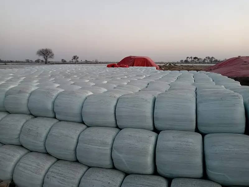 Silage /  Corn Silage/ Maki Silage / Animal Feeds  (0309 4097419) 4