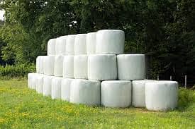 Silage /  Corn Silage/ Maki Silage / Animal Feeds  (0309 4097419) 10