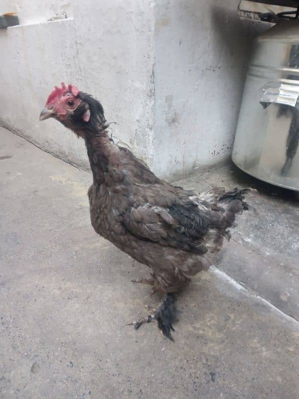 Bantam female hen for sale 0