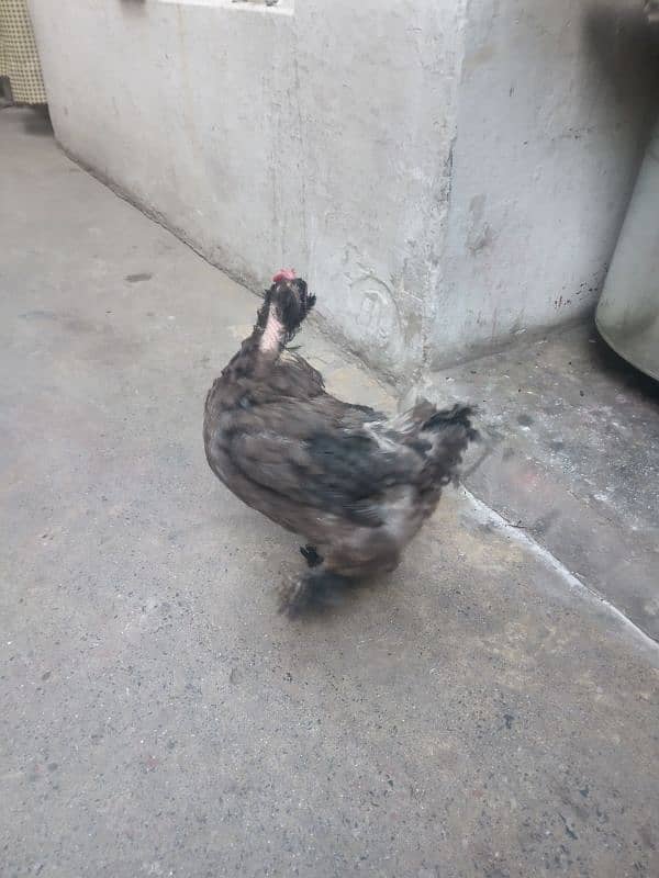 Bantam female hen for sale 1