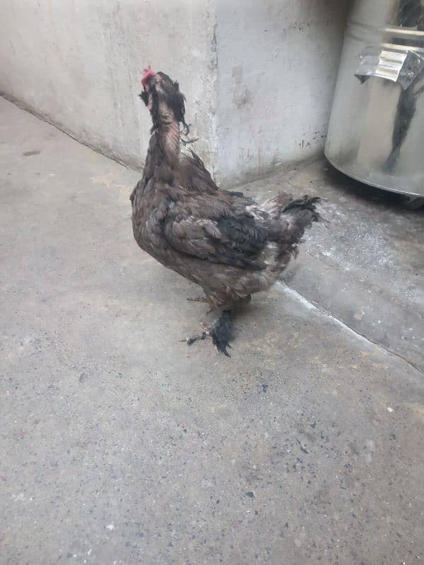 Bantam female hen for sale 2