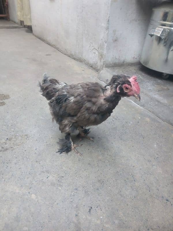 Bantam female hen for sale 3