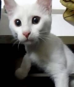 White cats pair Vaccinated highly active and playful