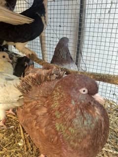 English and Indian Fantail and high flyer pigeons for sale