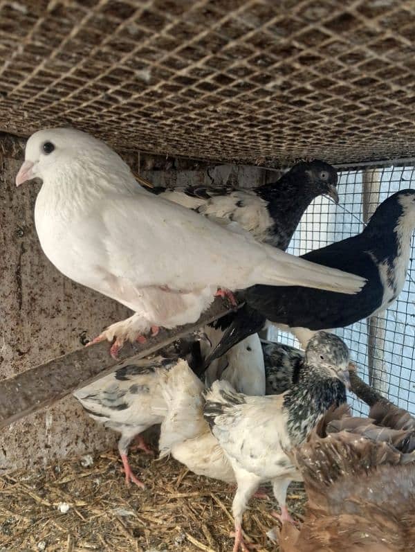 English and Indian Fantail and high flyer pigeons for sale 1