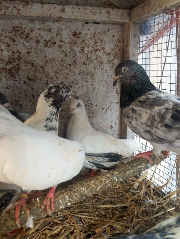 English and Indian Fantail and high flyer pigeons for sale 3