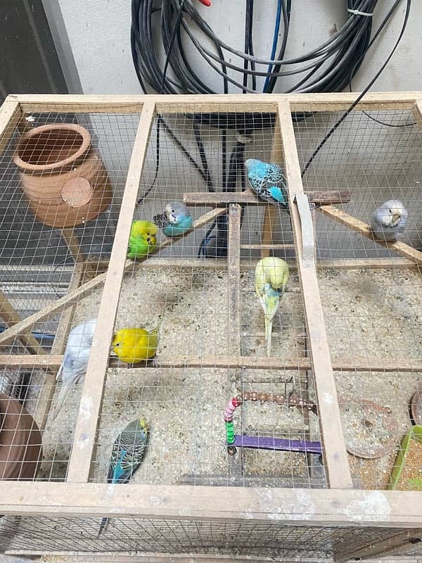 Birds setup with cages 3