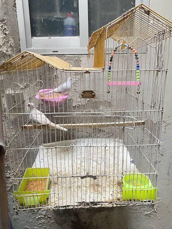 Birds setup with cages 4