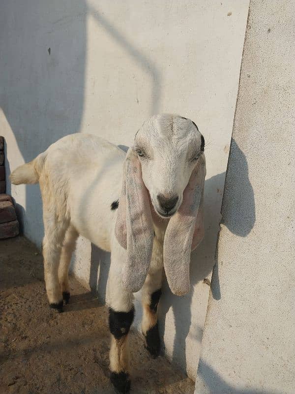 2 goats bakrian for sale 8