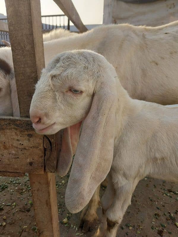 2 goats bakrian for sale 9