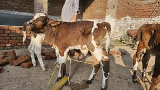 PURE RED FRIESAIN CALF