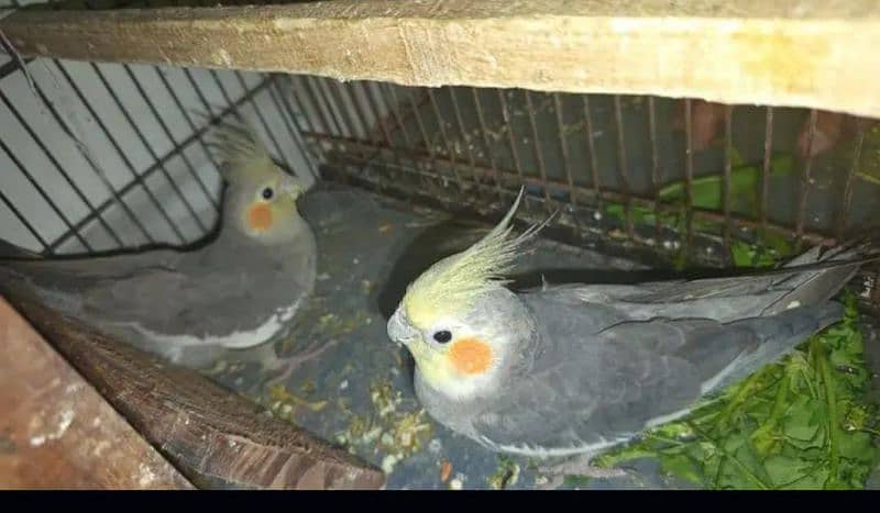 breeding valy pair ha 3