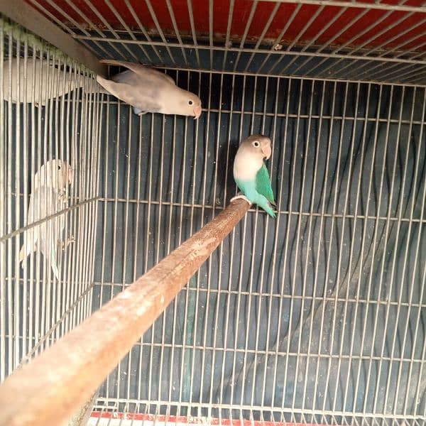 Lovebirds 3