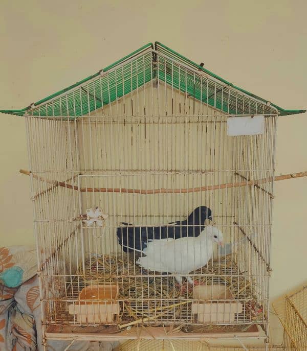 5 pigeons (2 pairs + 1 male) along with 2 birds cages 0