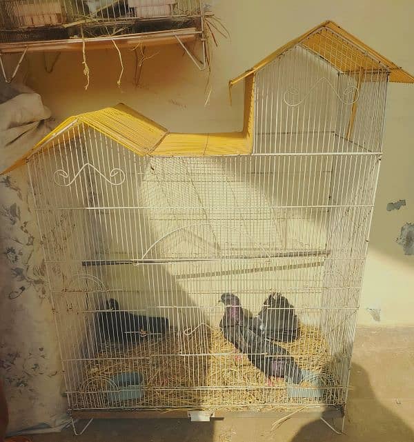 5 pigeons (2 pairs + 1 male) along with 2 birds cages 1