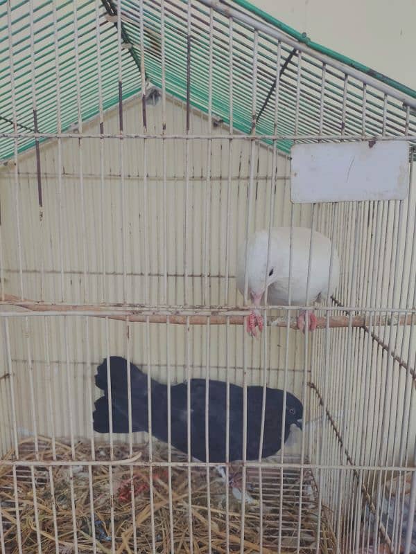 5 pigeons (2 pairs + 1 male) along with 2 birds cages 2