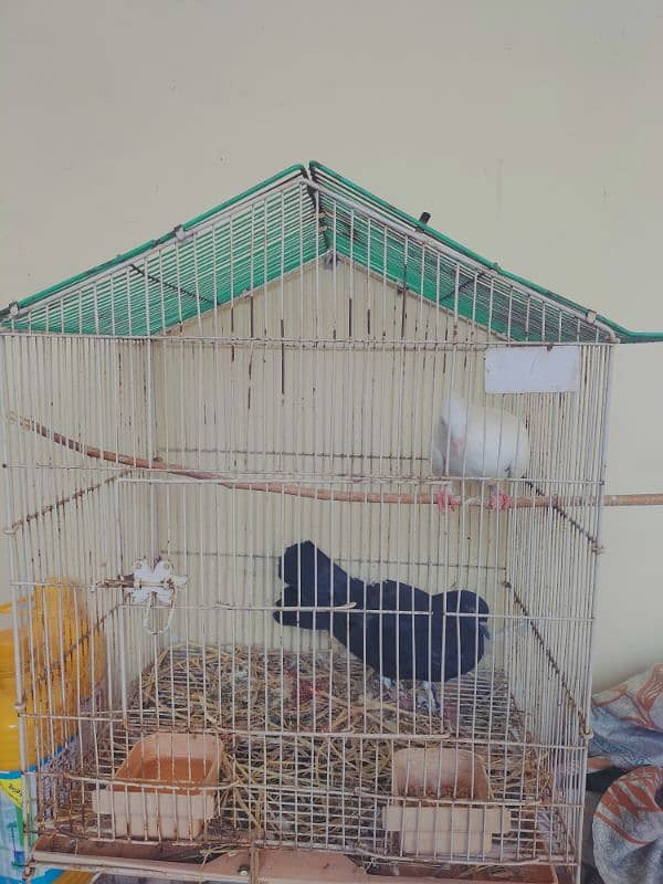 5 pigeons (2 pairs + 1 male) along with 2 birds cages 5