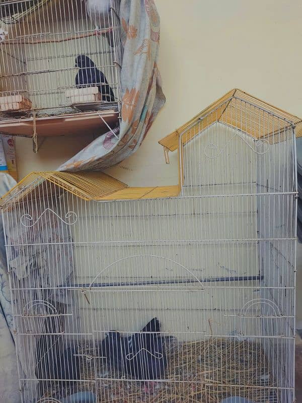 5 pigeons (2 pairs + 1 male) along with 2 birds cages 6