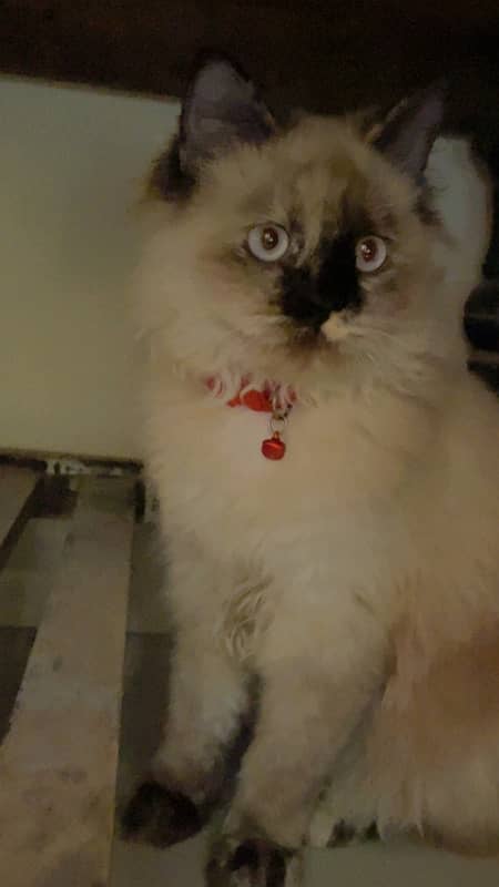 Beautiful Female Persian Cat 0