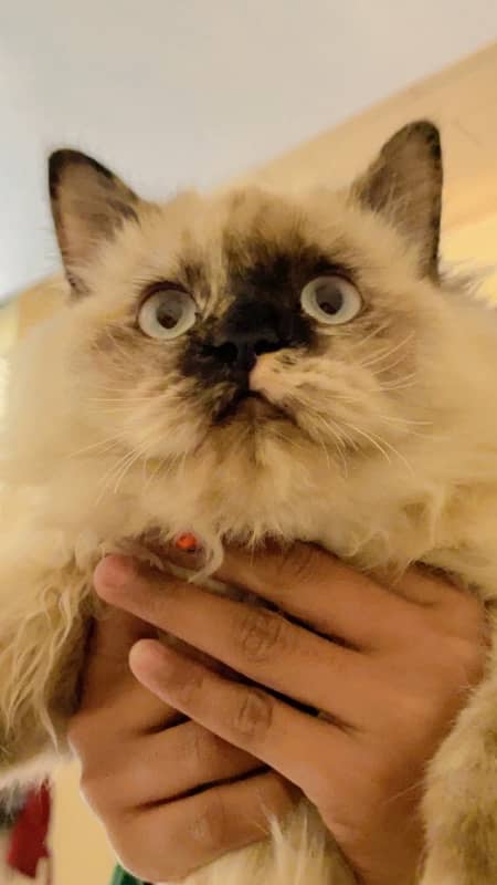 Beautiful Female Persian Cat 1