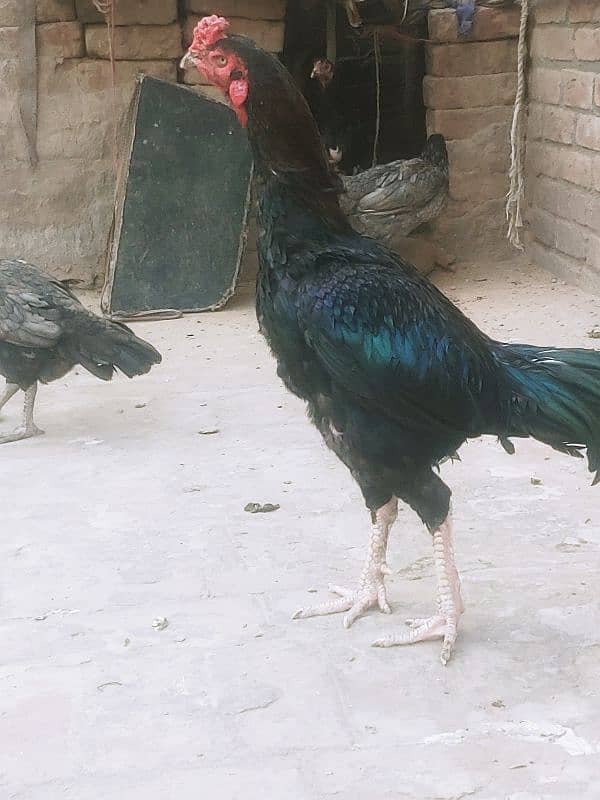 sindhi aseel male for sale in lahore 3