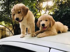 Golden retriever male puppies