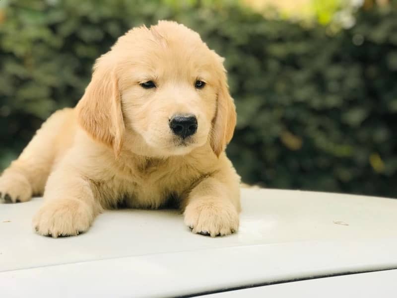 Golden retriever male puppies 1