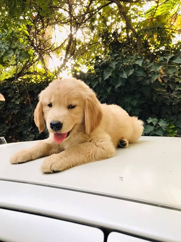 Golden retriever male puppies 2