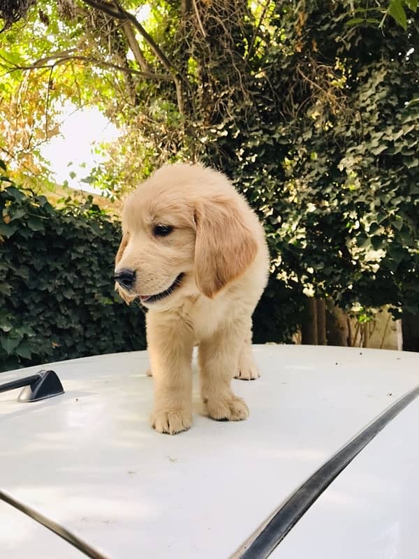 Golden retriever male puppies 3