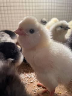 white , black , silver ,  golden  polish chicks