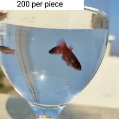 Betta fish