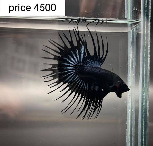 Betta fish 3