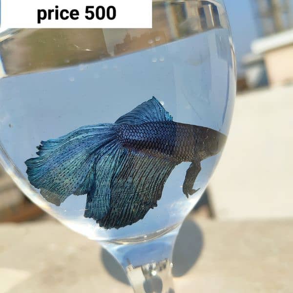 Betta fish 9