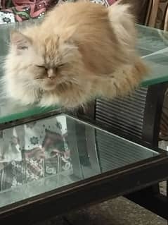 Female Persian cat  1.5 years age double coated long fur